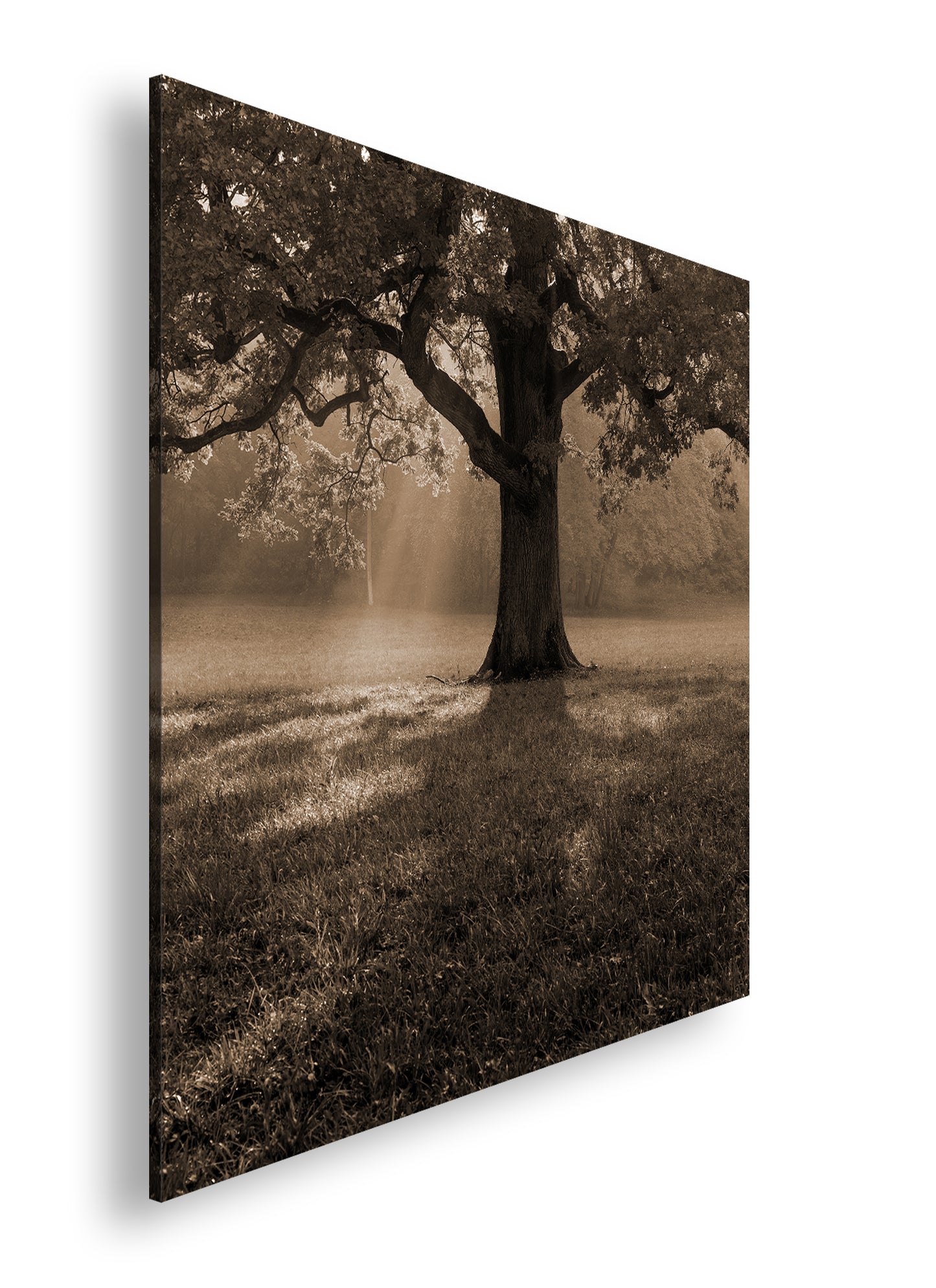 Hauptbild Sepia Quadratisch