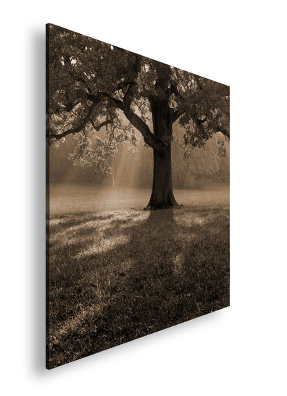 Hauptbild Sepia Quadratisch