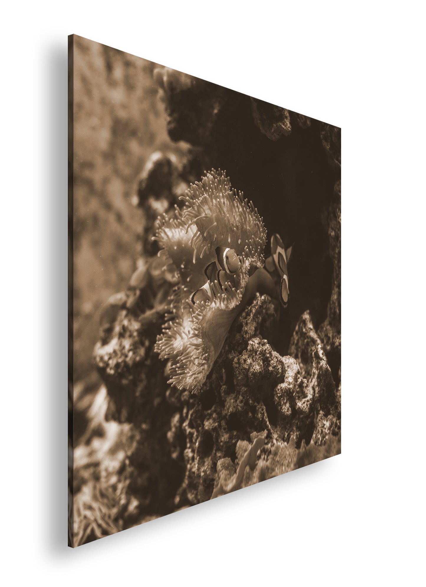 Hauptbild Sepia Quadratisch