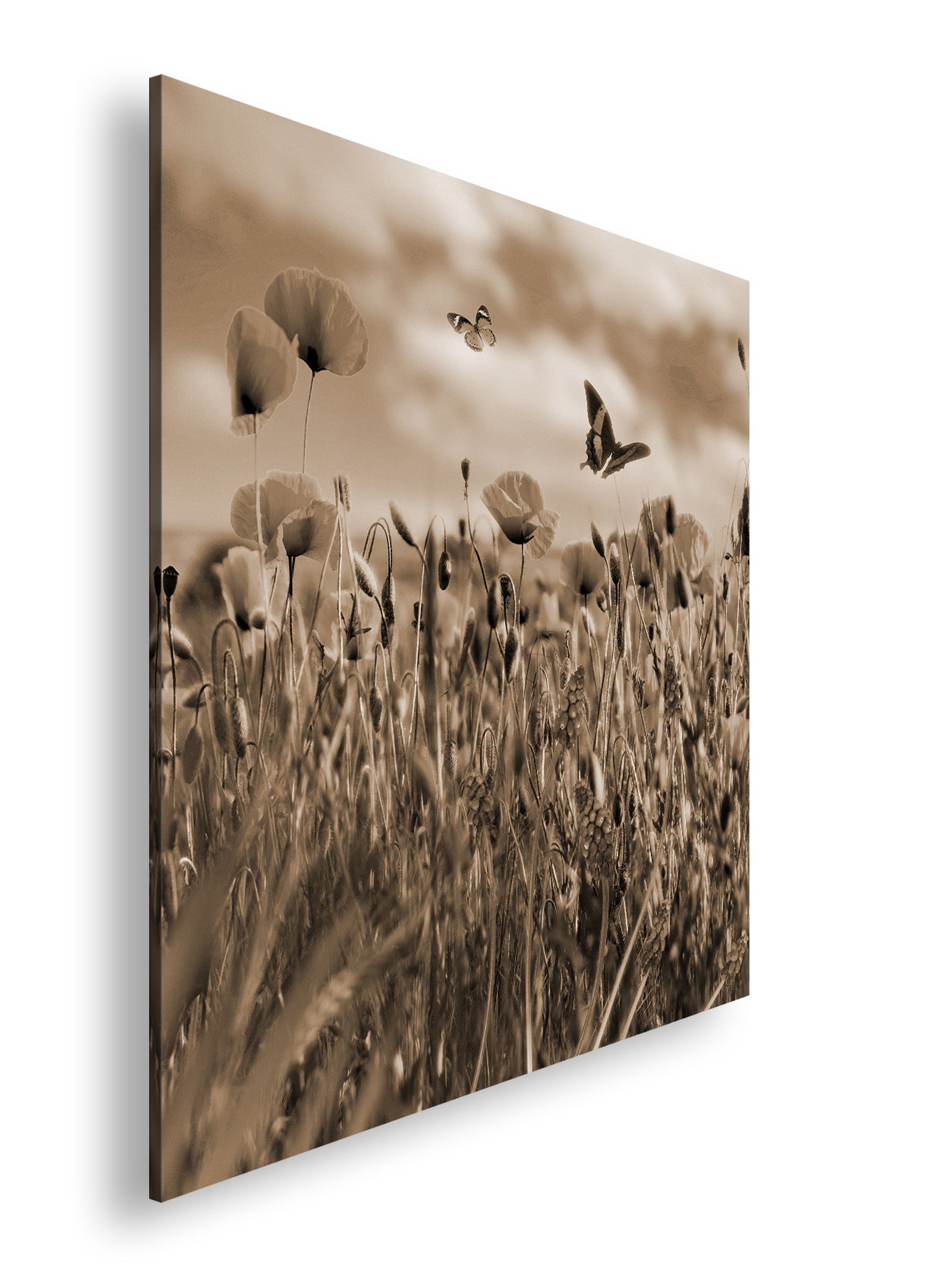 Hauptbild Sepia Quadratisch