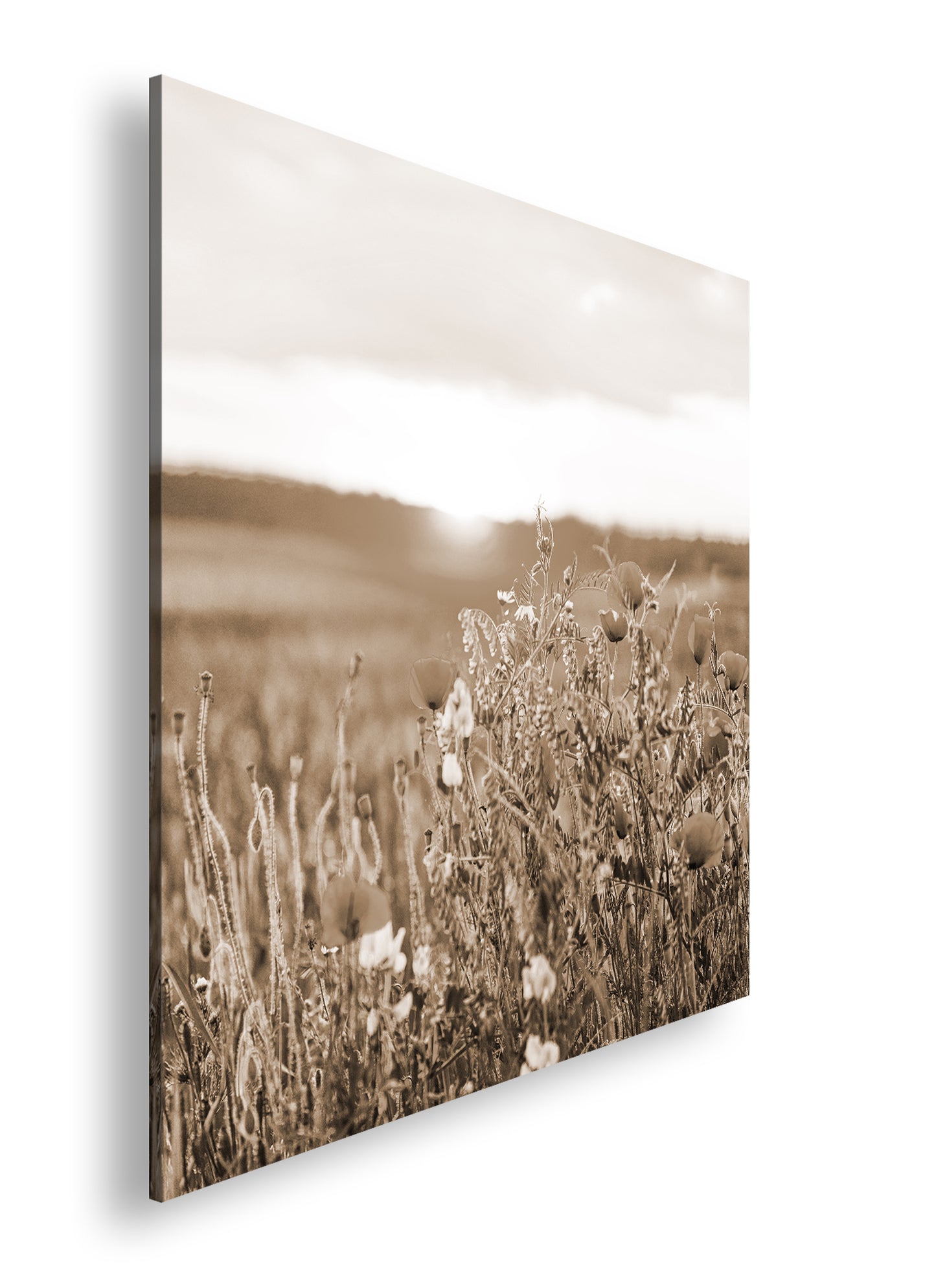 Hauptbild Sepia Quadratisch