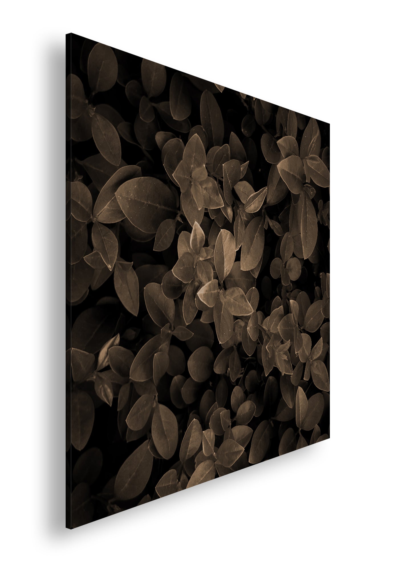 Hauptbild Sepia Quadratisch