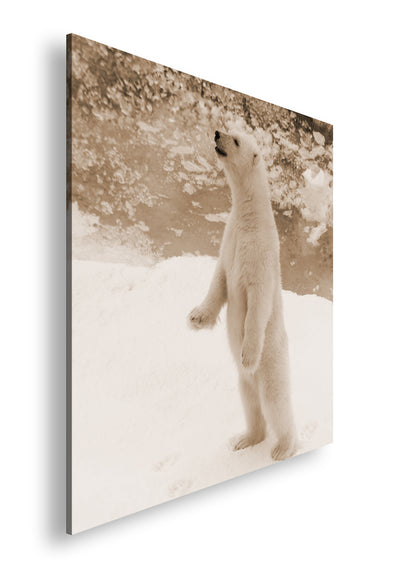 Hauptbild Sepia Quadratisch