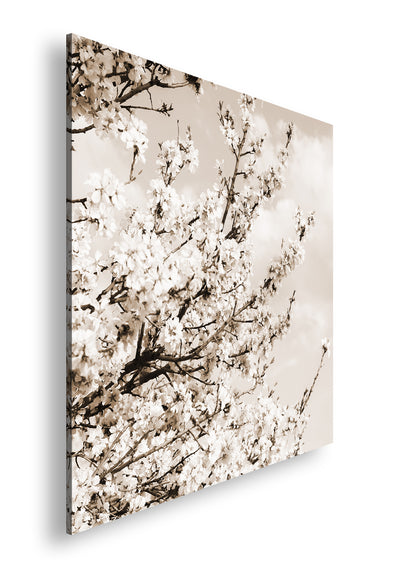 Hauptbild Sepia Quadratisch