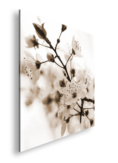 Hauptbild Sepia Quadratisch