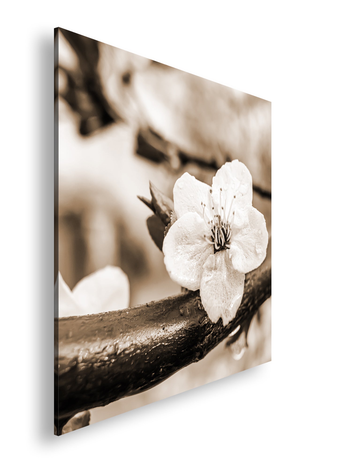 Hauptbild Sepia Quadratisch