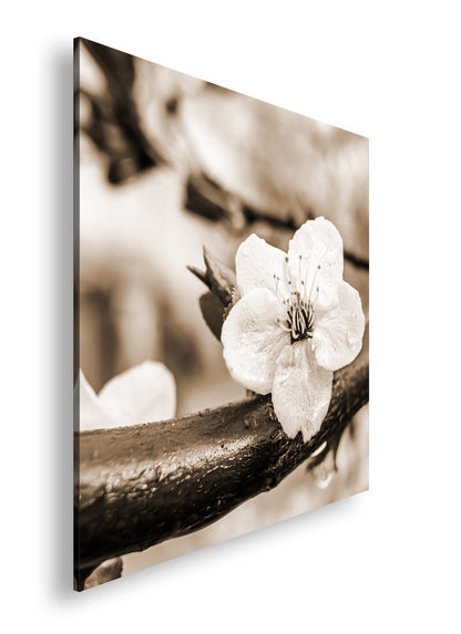 Hauptbild Sepia Quadratisch