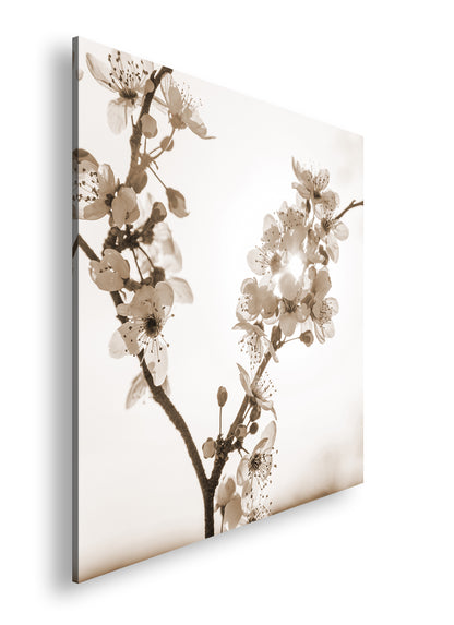 Hauptbild Sepia Quadratisch