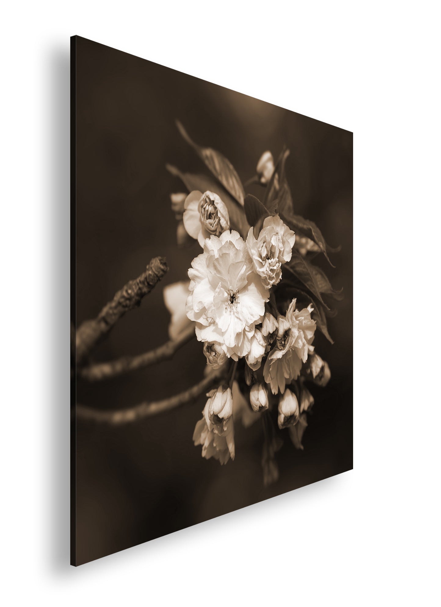 Hauptbild Sepia Quadratisch