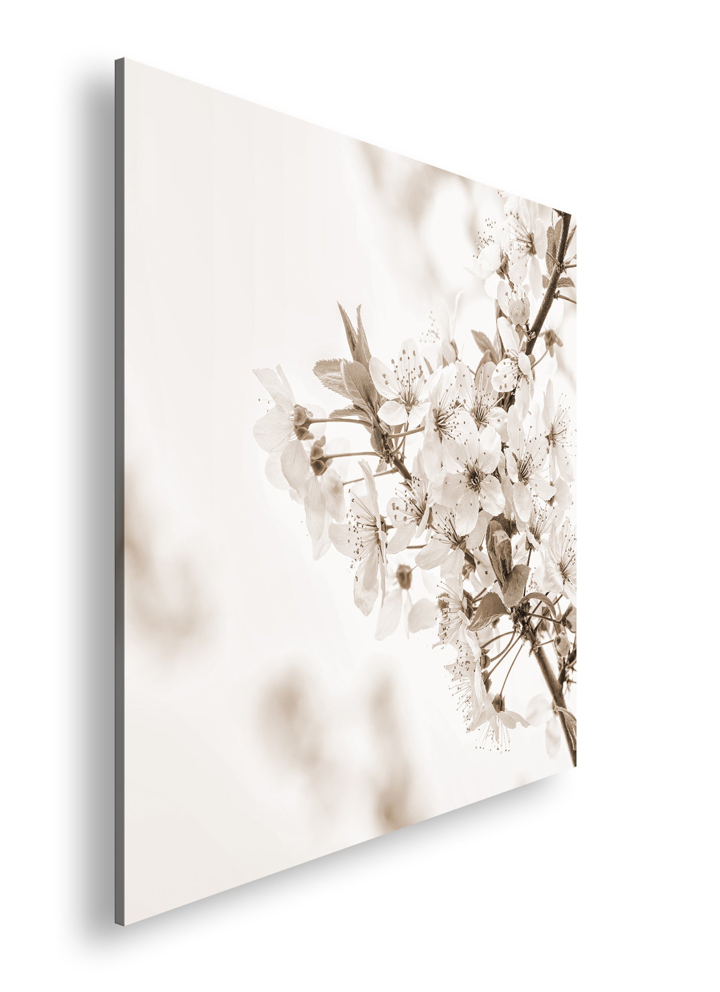 Hauptbild Sepia Quadratisch