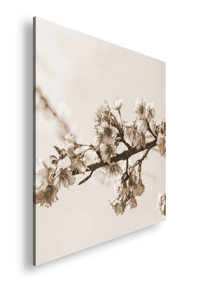 Hauptbild Sepia Quadratisch