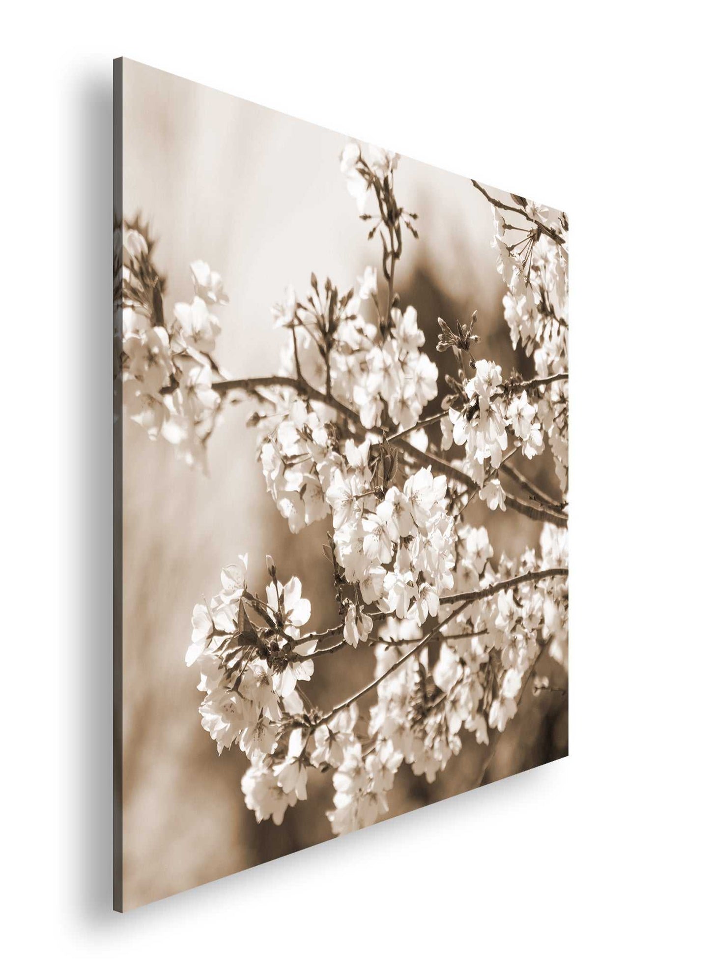 Hauptbild Sepia Quadratisch