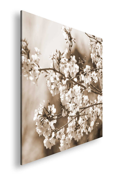 Hauptbild Sepia Quadratisch