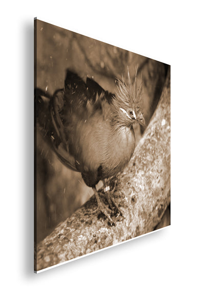 Hauptbild Sepia Quadratisch