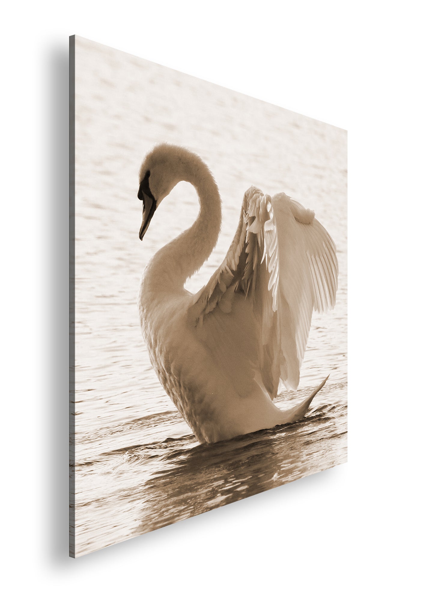 Hauptbild Sepia Quadratisch