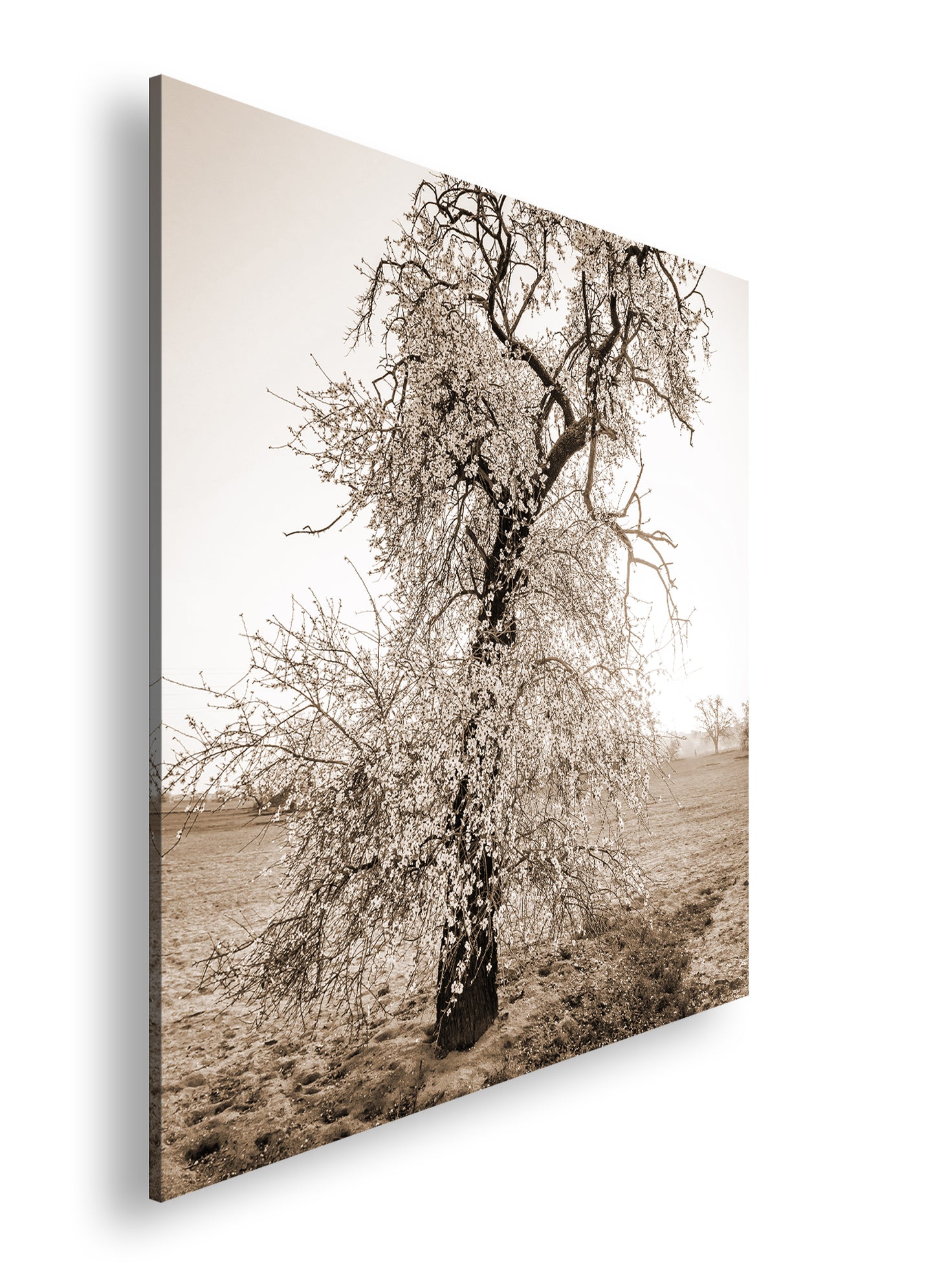 Hauptbild Sepia Quadratisch