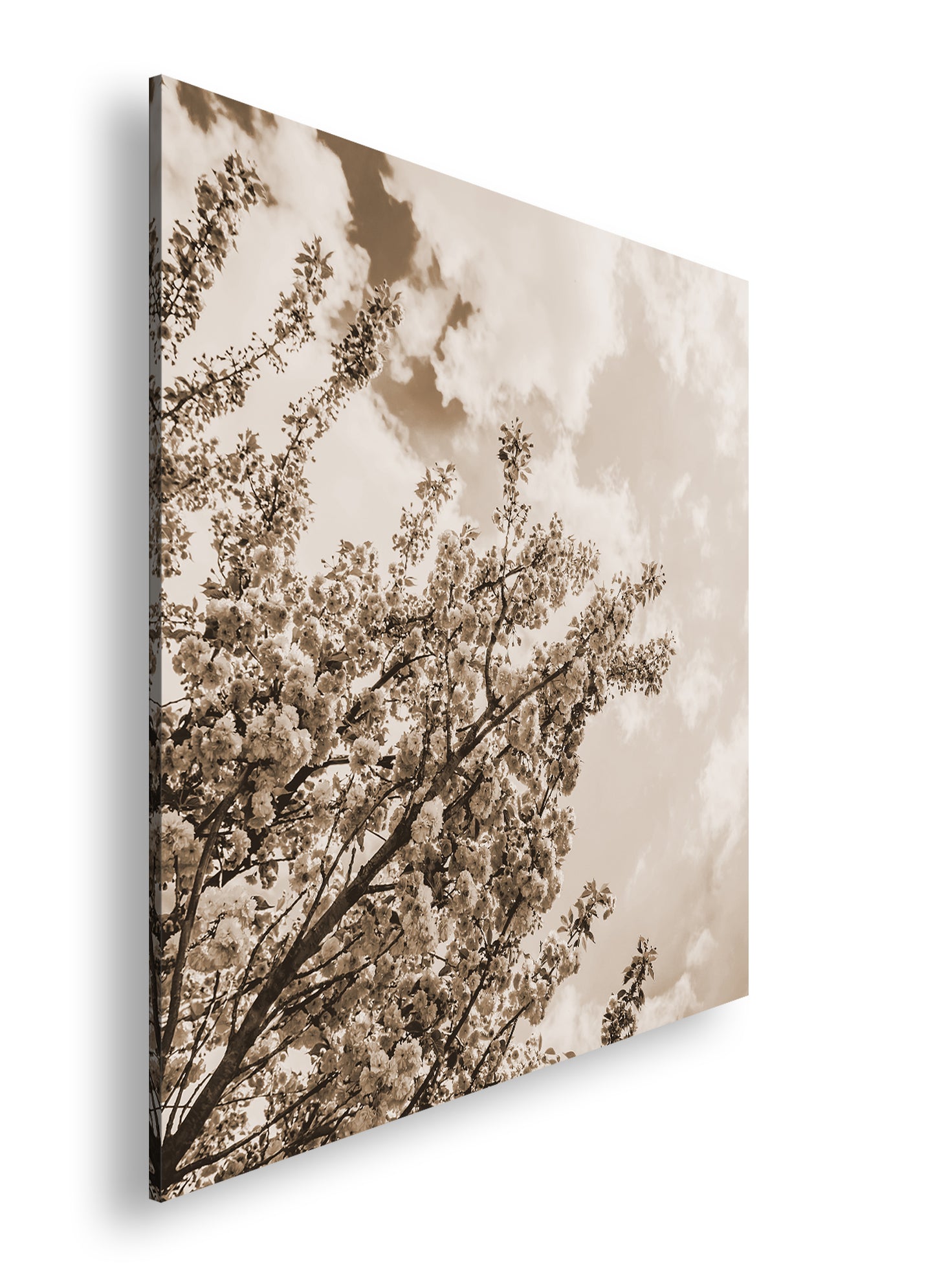 Hauptbild Sepia Quadratisch