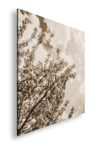 Hauptbild Sepia Quadratisch