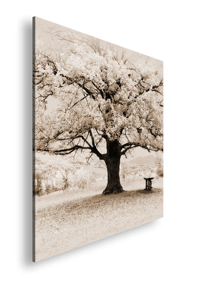 Hauptbild Sepia Quadratisch