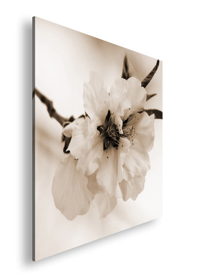 Hauptbild Sepia Quadratisch