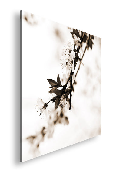 Hauptbild Sepia Quadratisch