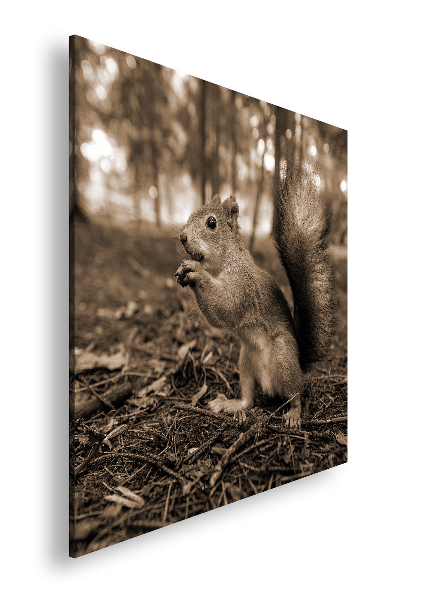 Hauptbild Sepia Quadratisch