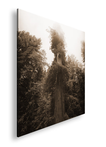 Hauptbild Sepia Quadratisch