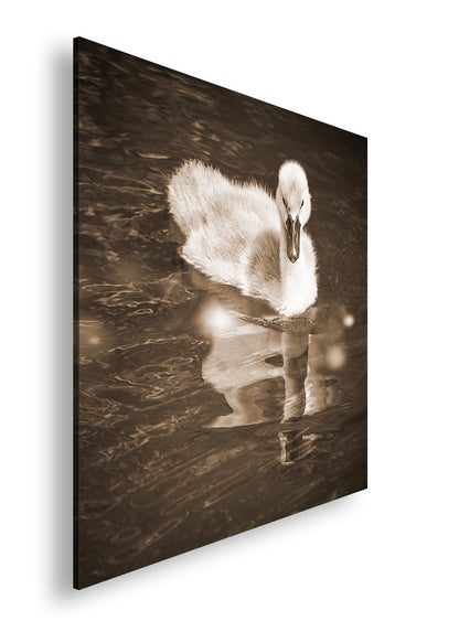 Hauptbild Sepia Quadratisch