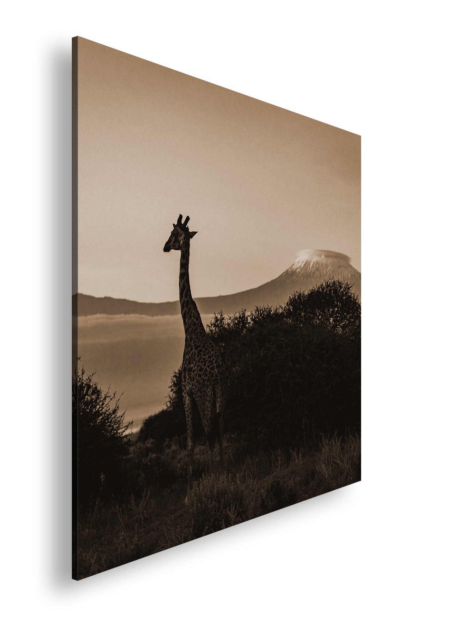 Hauptbild Sepia Quadratisch