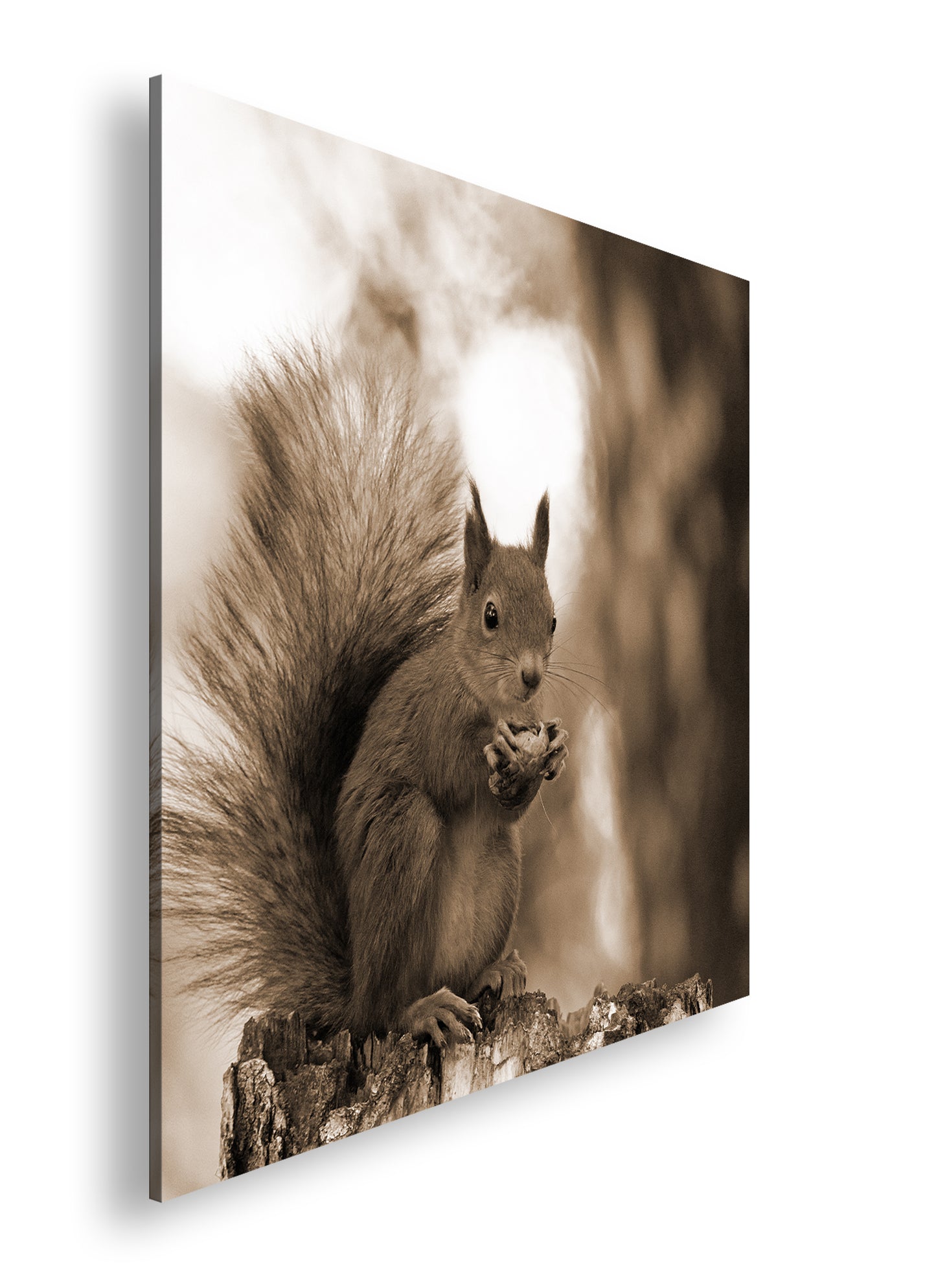 Hauptbild Sepia Quadratisch