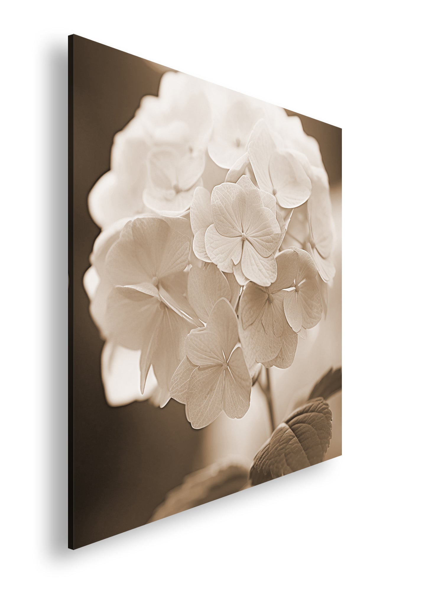 Hauptbild Sepia Quadratisch