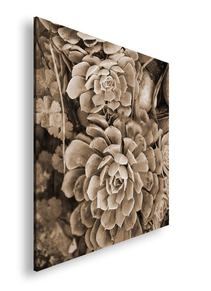 Hauptbild Sepia Quadratisch