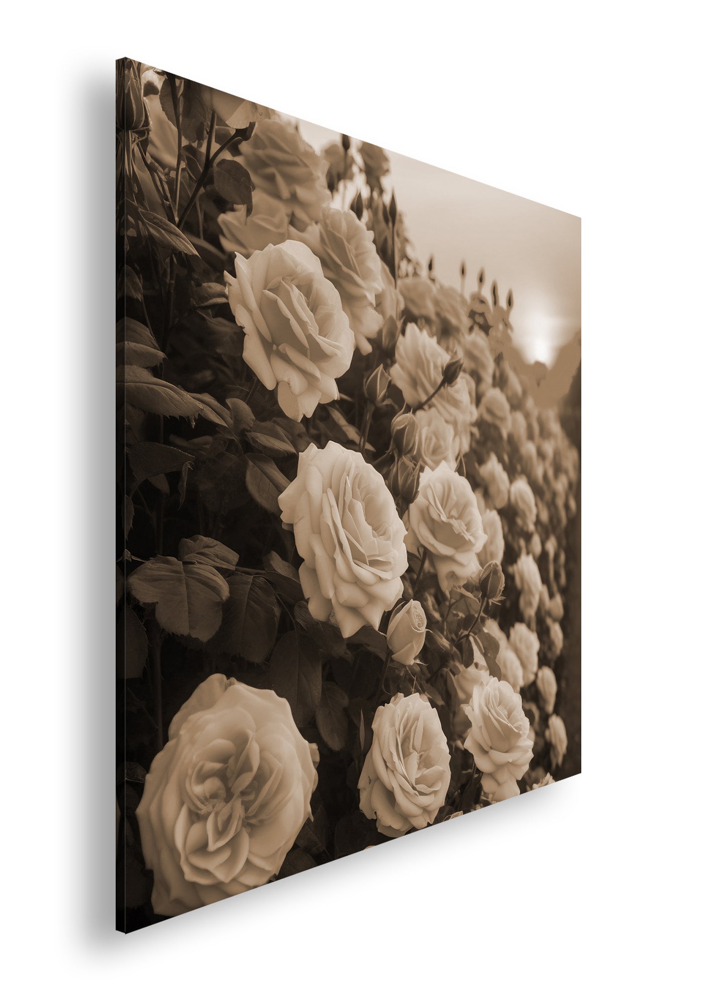 Hauptbild Sepia Quadratisch