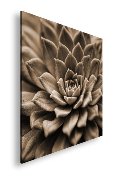 Hauptbild Sepia Quadratisch