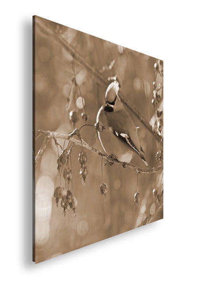 Hauptbild Sepia Quadratisch