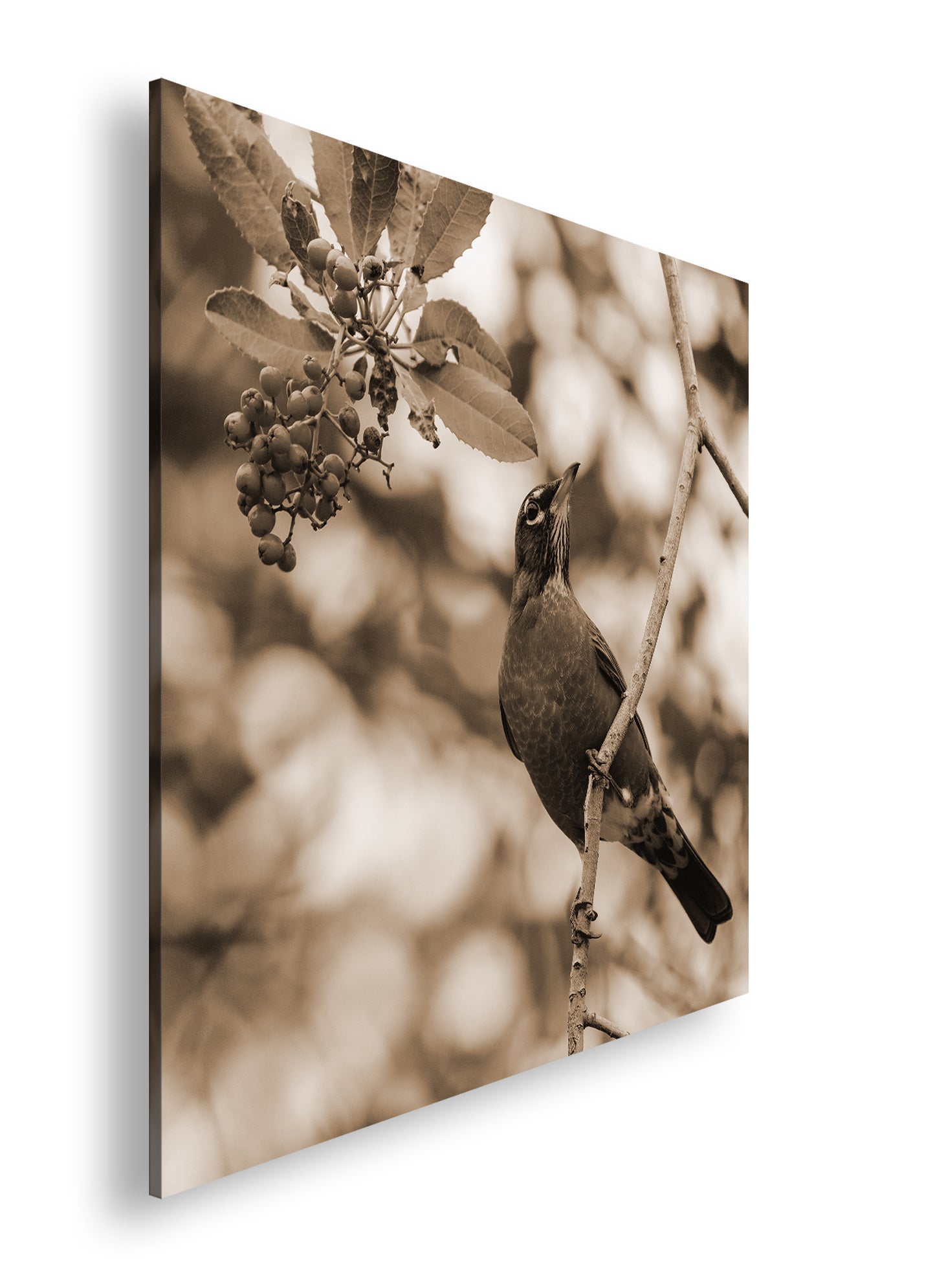 Hauptbild Sepia Quadratisch