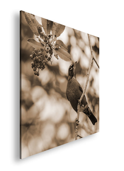 Hauptbild Sepia Quadratisch