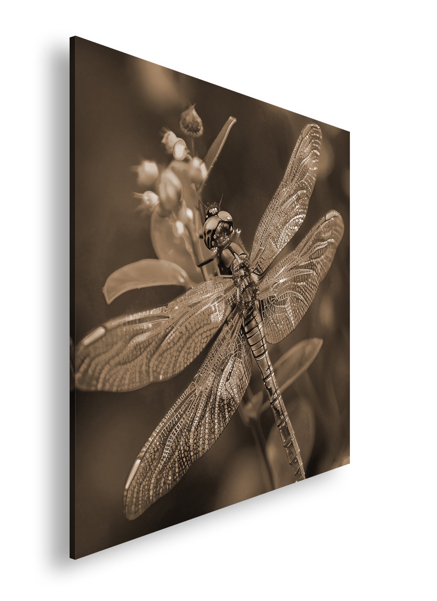 Hauptbild Sepia Quadratisch