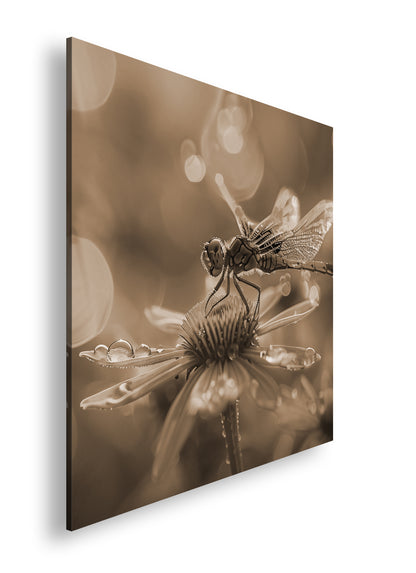 Hauptbild Sepia Quadratisch