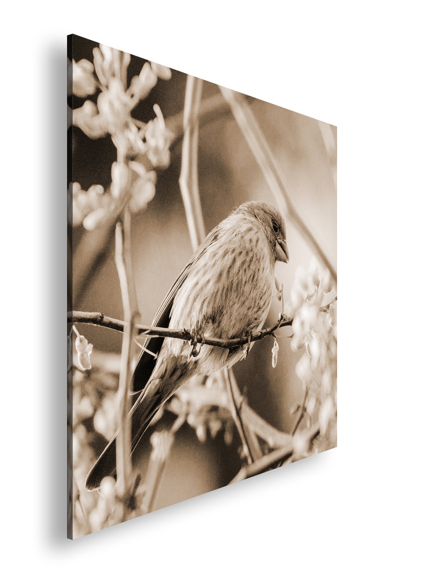 Hauptbild Sepia Quadratisch