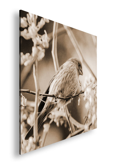 Hauptbild Sepia Quadratisch