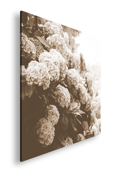 Hauptbild Sepia Quadratisch