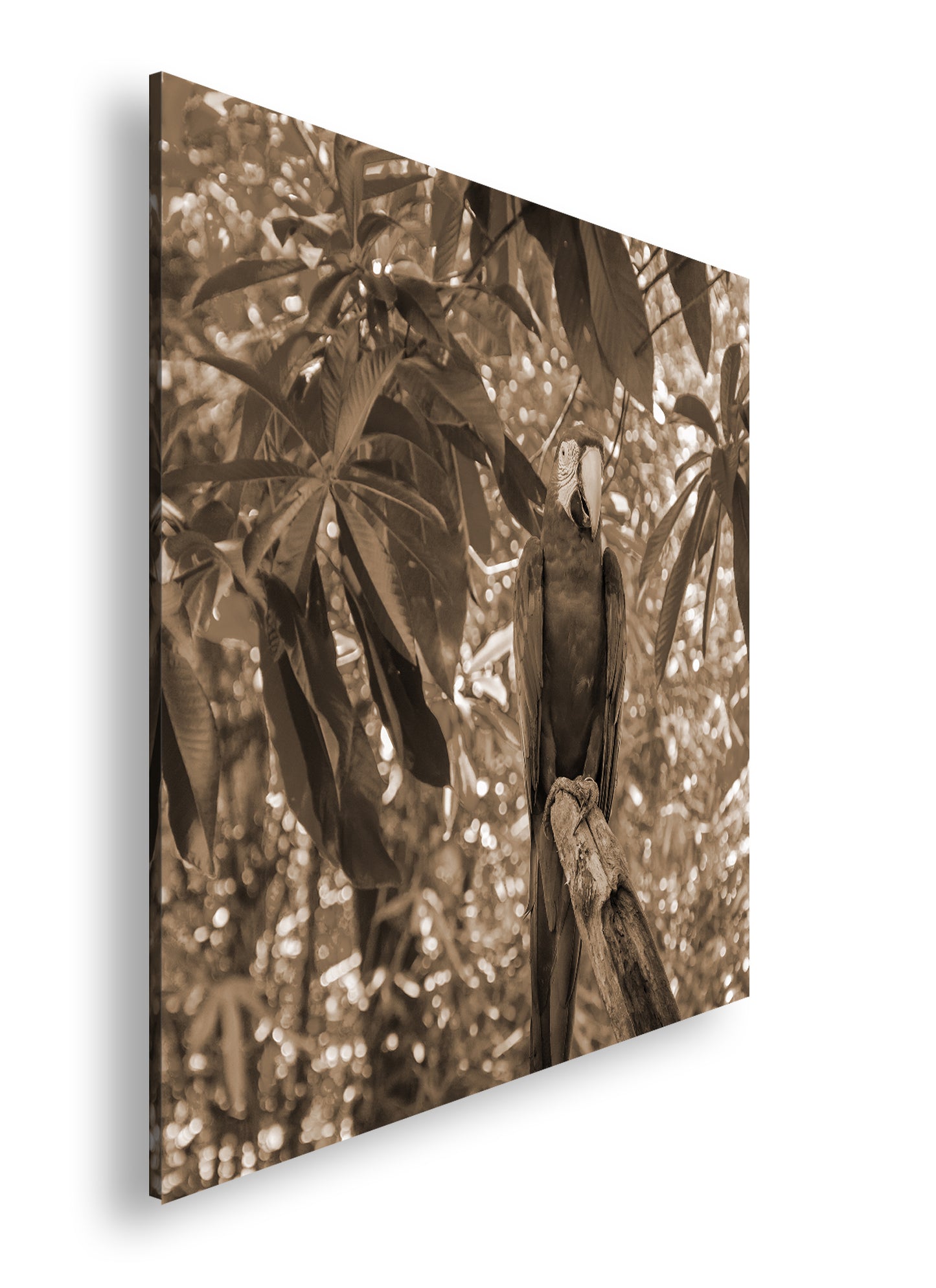 Hauptbild Sepia Quadratisch