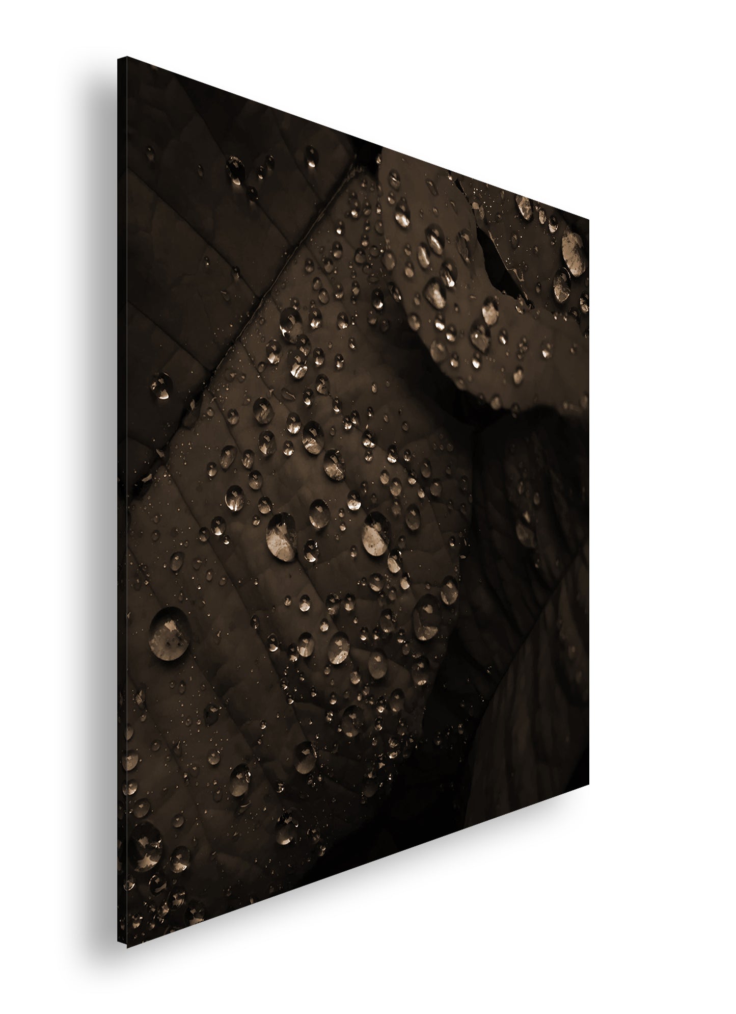 Hauptbild Sepia Quadratisch