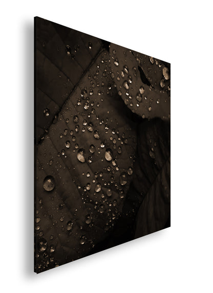 Hauptbild Sepia Quadratisch