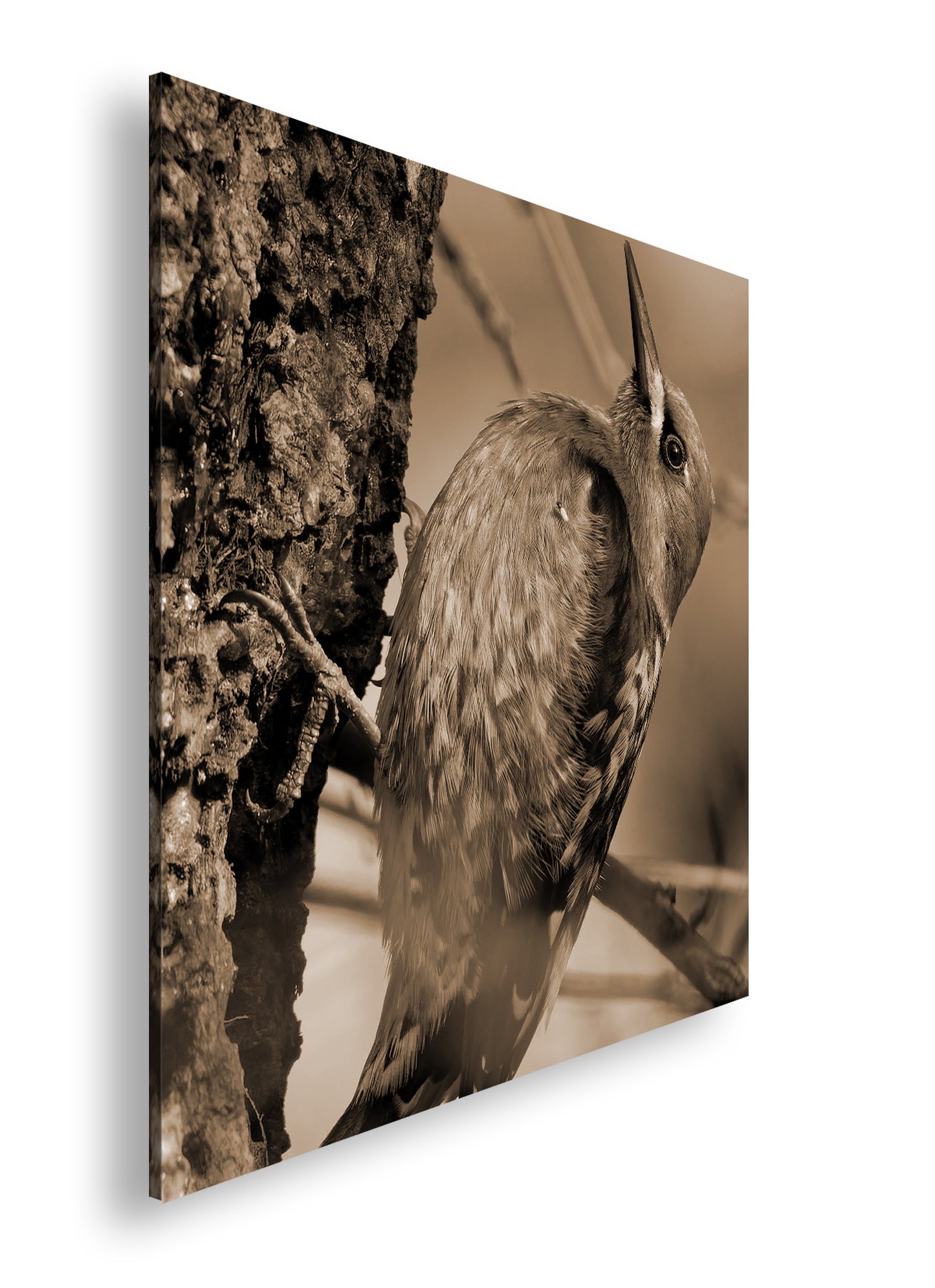 Hauptbild Sepia Quadratisch