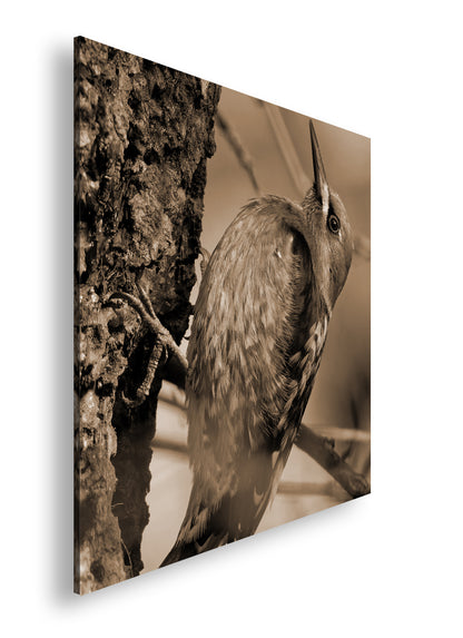 Hauptbild Sepia Quadratisch