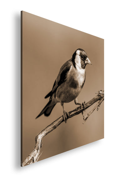 Hauptbild Sepia Quadratisch