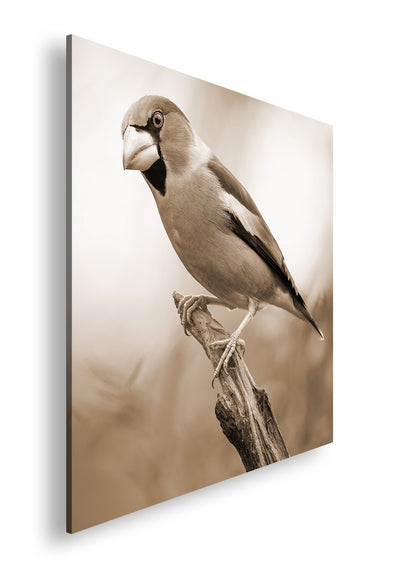 Hauptbild Sepia Quadratisch