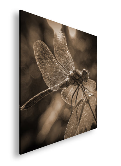 Hauptbild Sepia Quadratisch